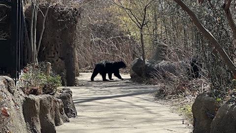 St. Louis Zoo’s bear escapes for the third time