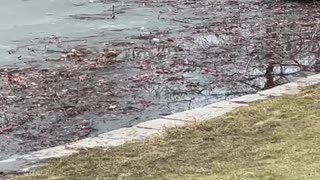 Woman Helps Dog Stuck in Icy Water