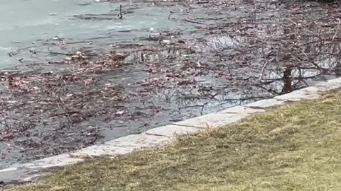 Woman Helps Dog Stuck in Icy Water