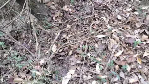 Acorn nut tree in Himachal