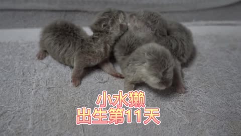 Little otter triplets