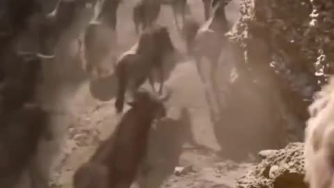 Funny lion king short video