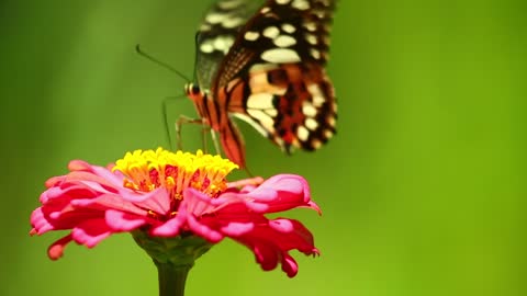 Butterfly Insect Feeding Spicebush Swallowtail