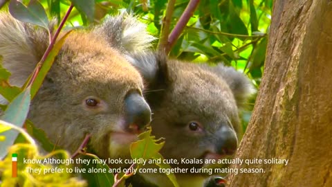 7 Fascinating Facts About the Koala Power Animal You Need to Know!