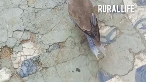 Cute Pet Dove😍🕊️ Beautiful Dove Enjoying 😯😯