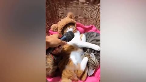 1 houre Trending funny Dog and cat videos