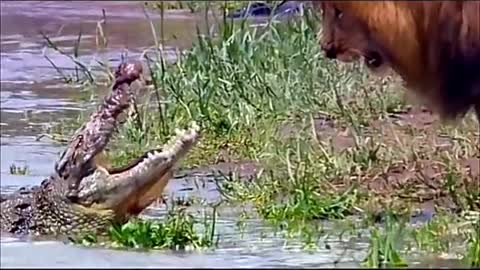 Lion versus crocodile