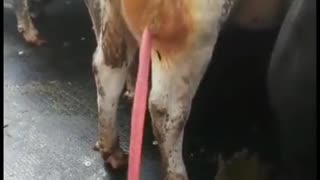 Draining a Huge Abscess on a Cow