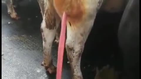 Draining a Huge Abscess on a Cow