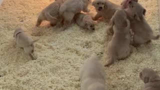 Puppies Scramble for Attention