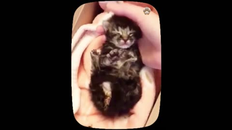 "Adorable Baby Cat Moments: Heartwarming Cuteness and Playful Antics"