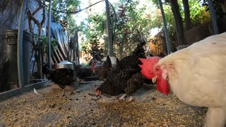 Backyard Chickens Fun Relaxing Video Hens Roosters Sounds Noises!