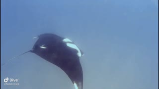 Manta Ray appears to be "flying" through the water