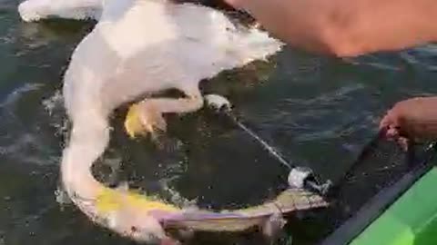 Rescuing a Pelican Caught in a Fishing Net