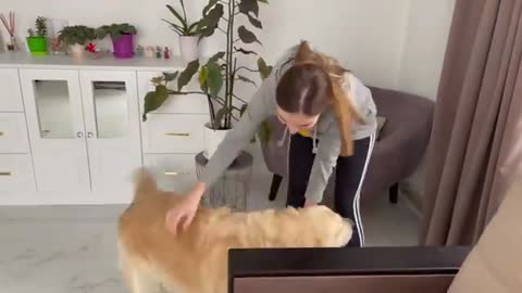 Golden Retriever and His Mom Playing Hide and Seek
