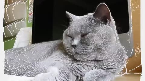 British Shorthair Maylo und Curley the Persiancat