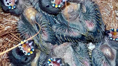 Gouldian Finch Chicks | Aviary Birds