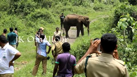 ELEPHANT ATTACK