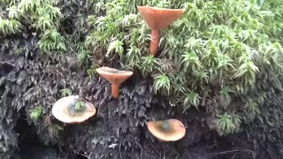 Mushrooms