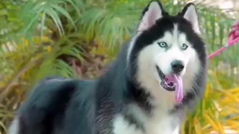 Beautiful and nice pet video.King Siberian Husky beautiful quality.