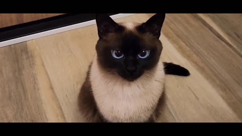 Siamese cats are just too lovable, aren't they?