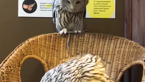 Video with owls -4