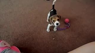 This beagle pup is the best!