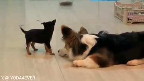 Puppy Playtime: Watch These Adorable Dogs Have Fun Together