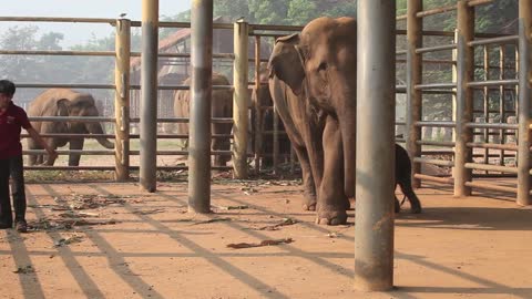 Big surprise at Elephant Nature Park!lovely