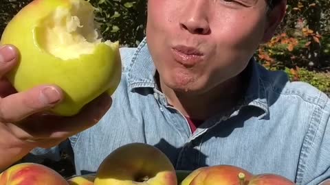 Apple harvest at Bayashi Farm