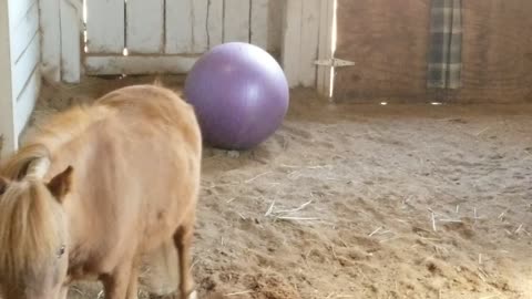 Big purple ball