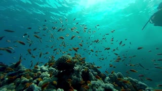 Underwater coral reef landscape and fish