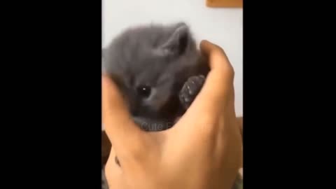 Cute funny pet video