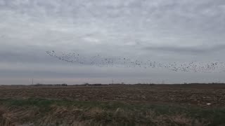 Huge Goose Flock