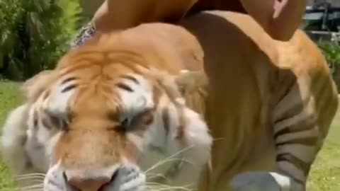 Tiger swimming video , animal funny video , tiger funny video , UK , United States video