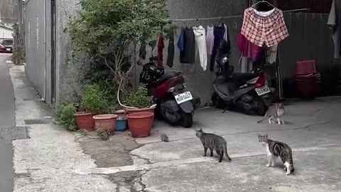 Cat and it's friend