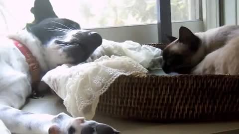 Cats and dogs sleep together.