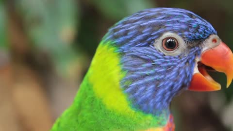 Lorikeet rainbow bird