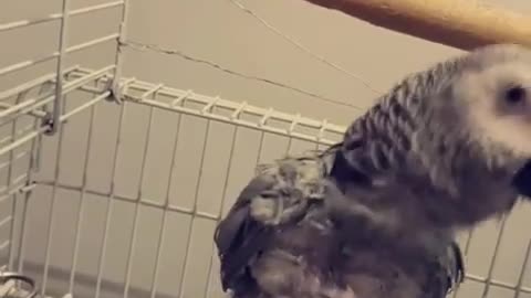 Parrot dancing on a song kiki