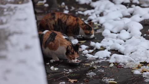 Two cats were eating quietly in the snow