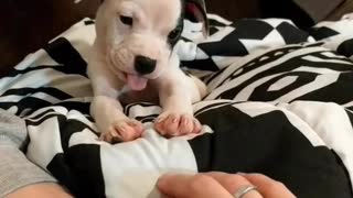 Spirited Puppy Sticks Out Her Tongue During Playtime