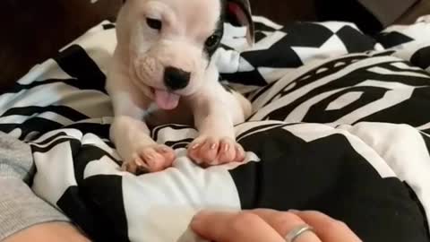 Spirited Puppy Sticks Out Her Tongue During Playtime