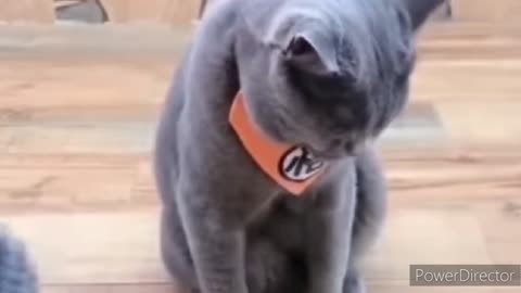 Funny Cat Video - ™️❗❗❗❗🎦 watch this♨️♨️😂😂😜😜™️