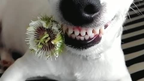 Dapper Doggie Date Night