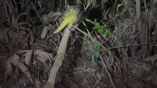 Bright Yellow Porcupine Spotted in Amazon Jungle