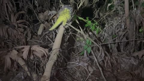 Bright Yellow Porcupine Spotted in Amazon Jungle