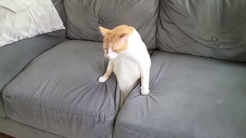 Very Funny Cat Video l Hilarious cat reaction 🤣