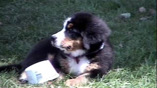 1998 Tessa as a Puppy