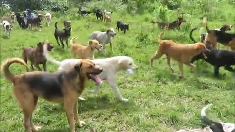 Dogs video