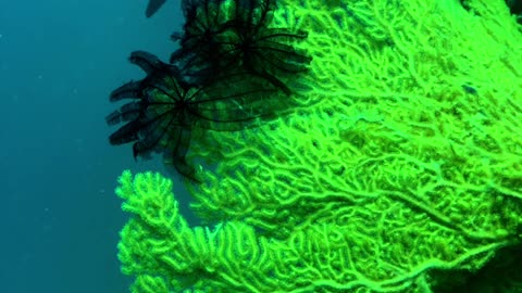 NO SOUND - Yellow Sea Fan Coral in Panglao Bohol Philippines